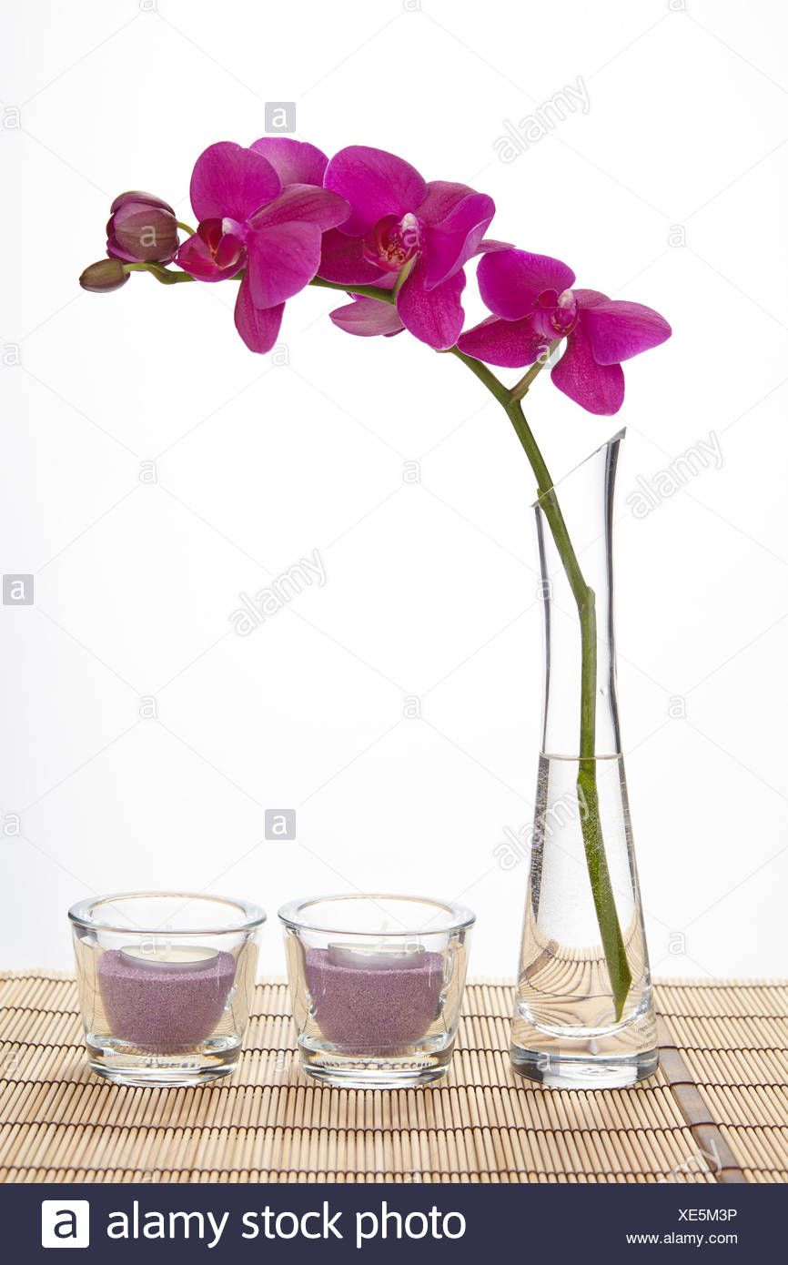 A Purple Orchid Stands Into A Tall Vase Of Glass Filled Half With