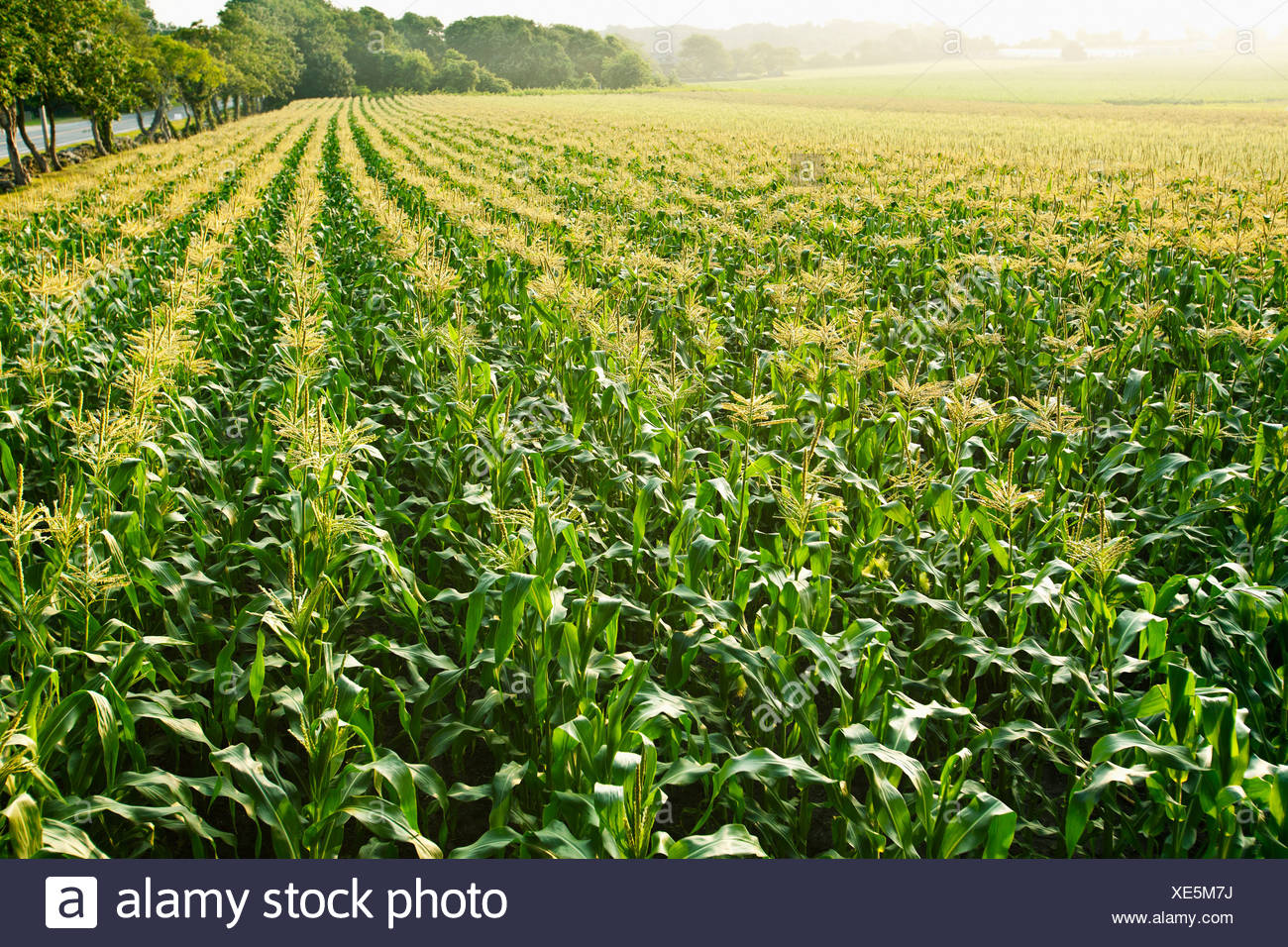 Fully Grown Corn In Field Stock Photos & Fully Grown Corn In Field ...