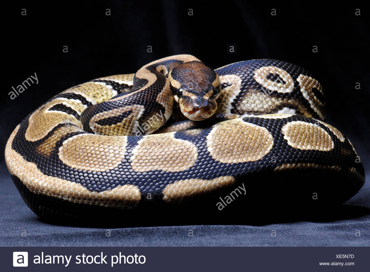 Python Image High Resolution Stock Photography and Images - Alamy