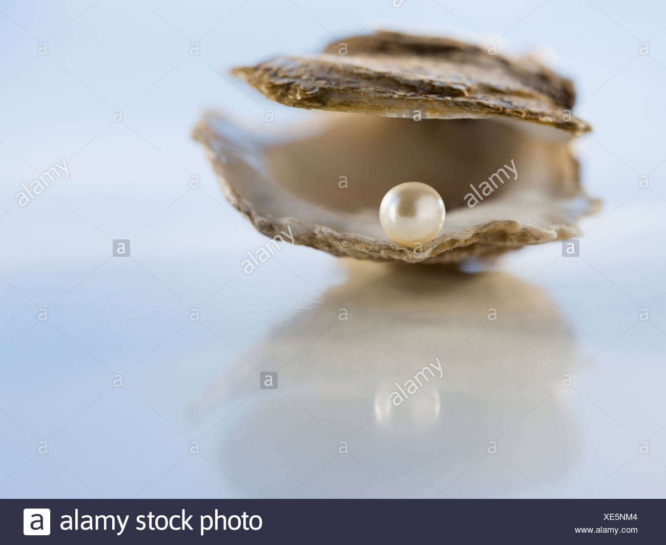 Pearl Oyster Stock Photos & Pearl Oyster Stock Images Alamy
