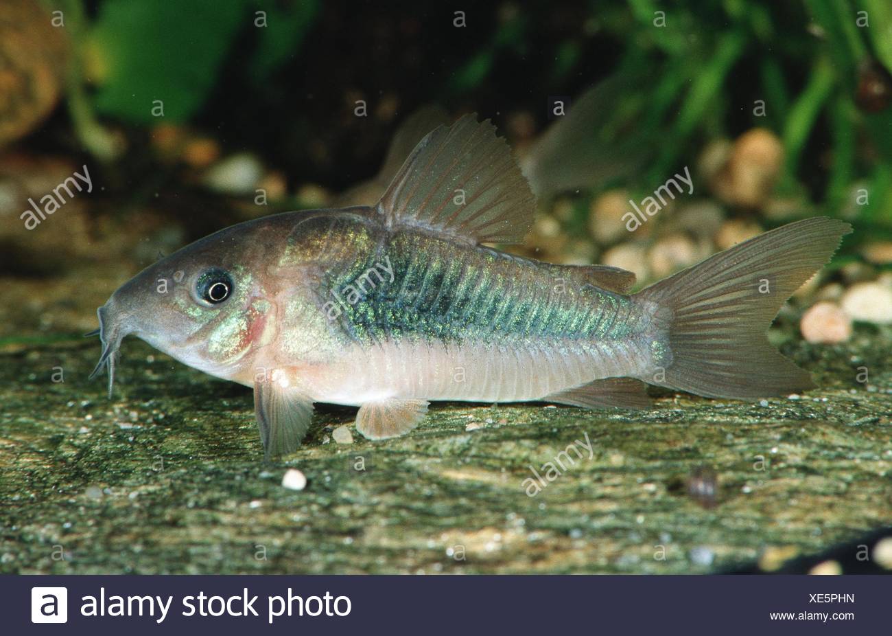 Bronze Corydoras Stock Photos & Bronze Corydoras Stock Images Alamy