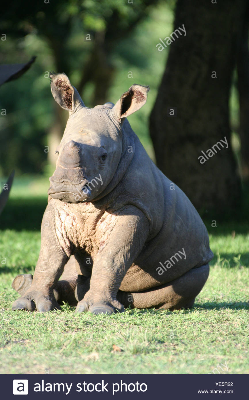 Baby Rhino And Child Stock Photos Baby Rhino And Child Stock