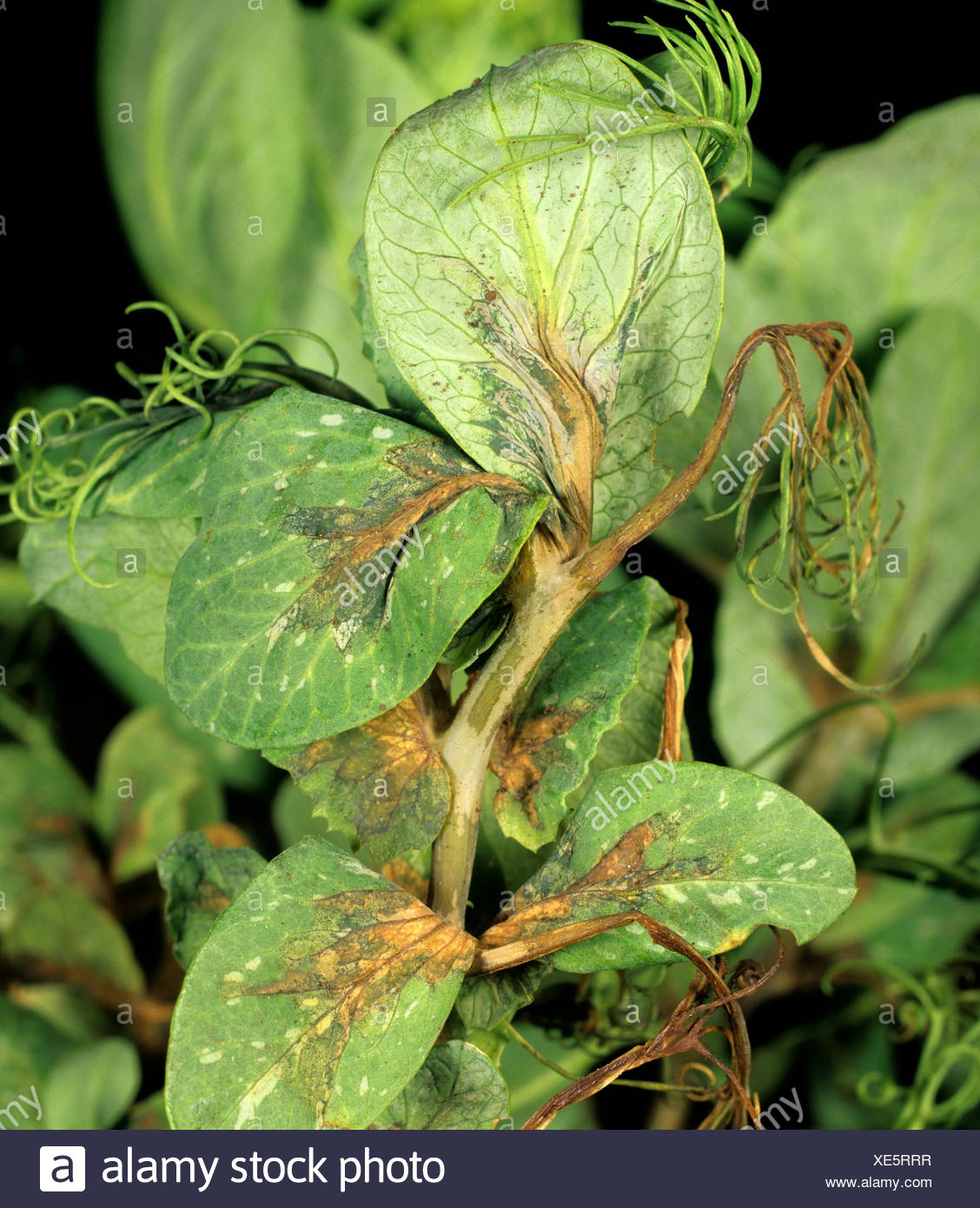 Pseudomonas Syringae High Resolution Stock Photography and Images - Alamy