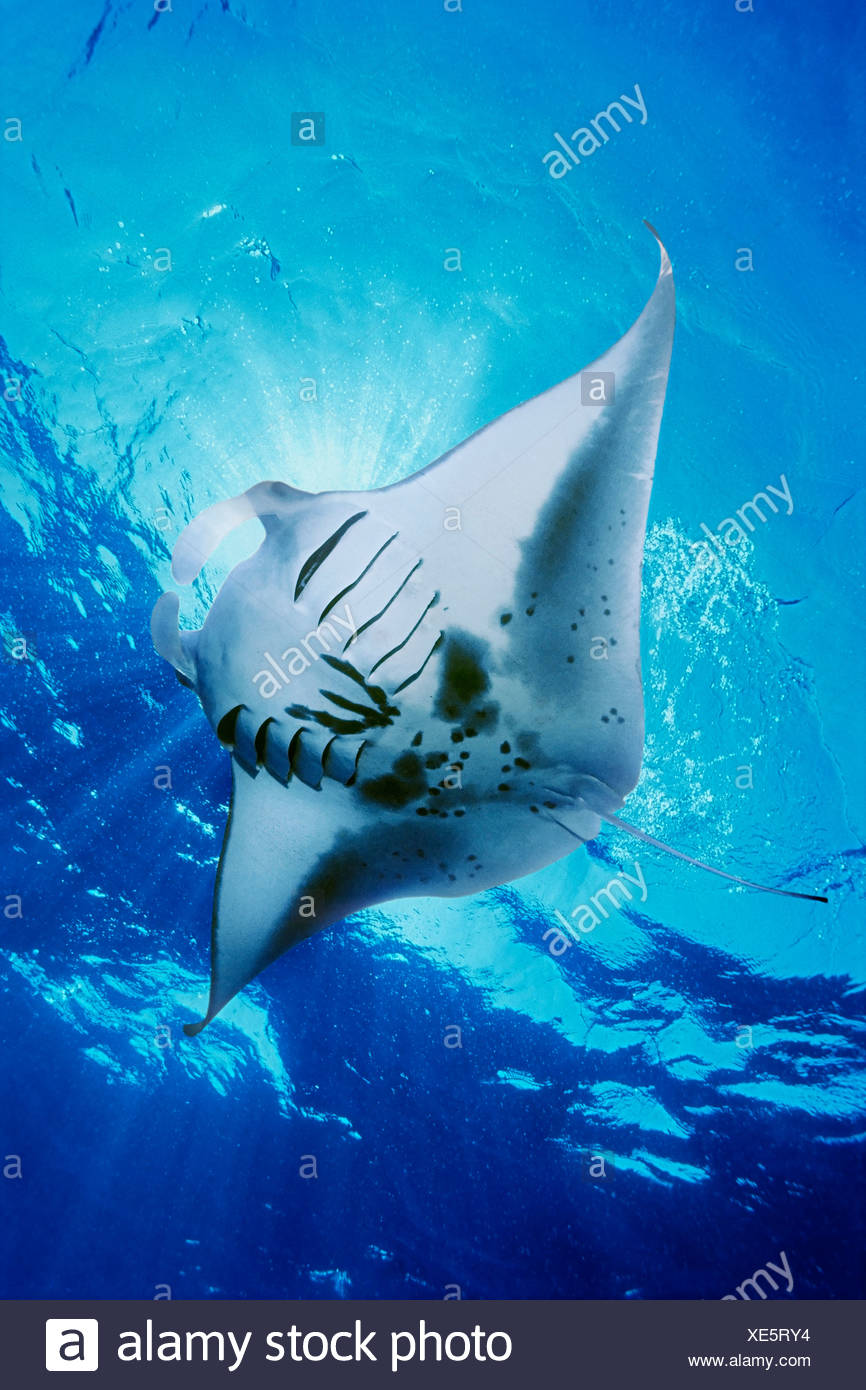 Manta ray feeding on plankton Stock Photo