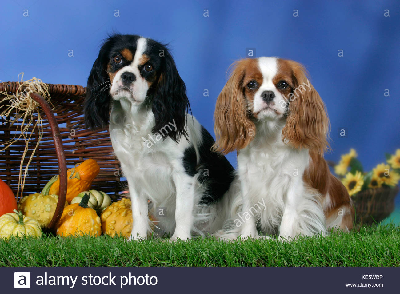 tri color cavalier king charles spaniel