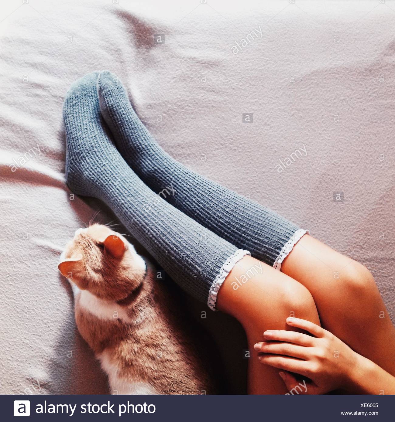 cat bed with legs