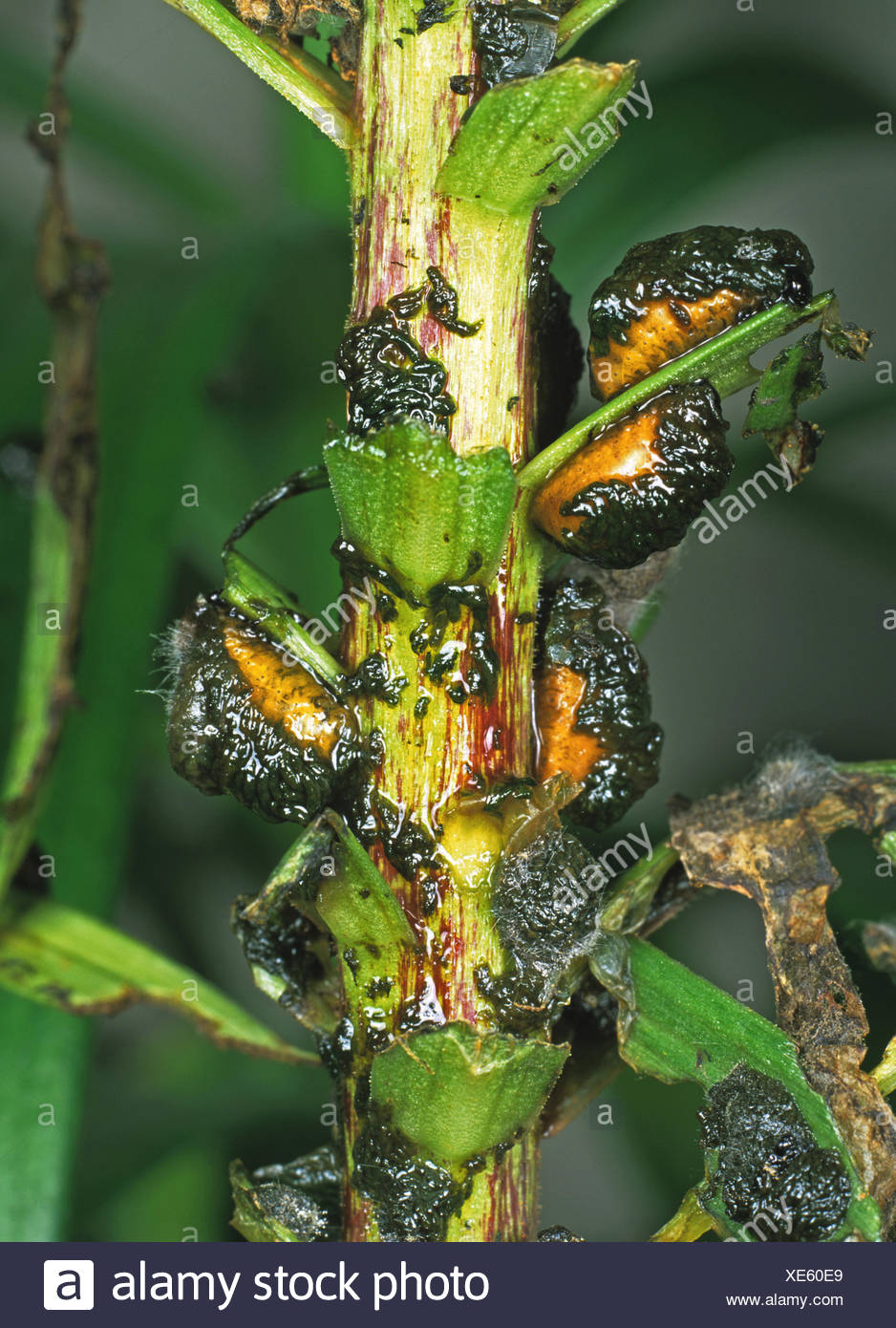 Lily Beetle Larva High Resolution Stock Photography and Images - Alamy