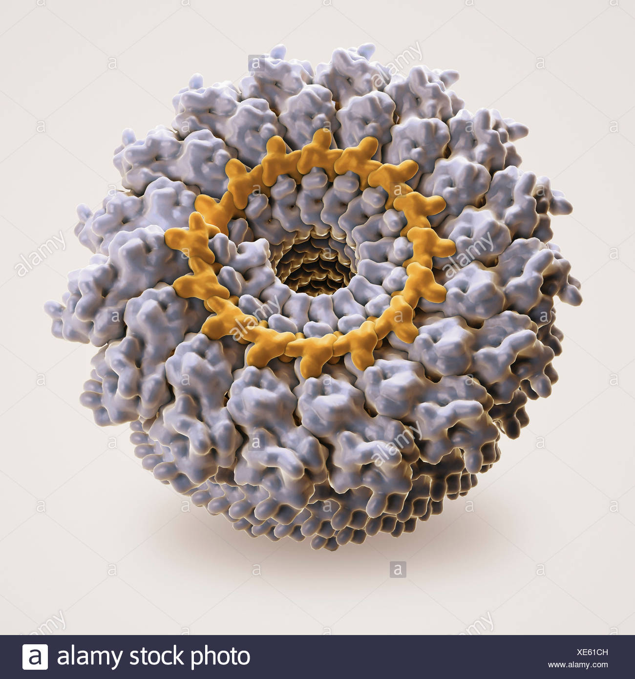 Single Stranded Rna Virus High Resolution Stock Photography And Images Alamy Single Stranded Rna Virus High Resolution Stock Photography And Images Alamy