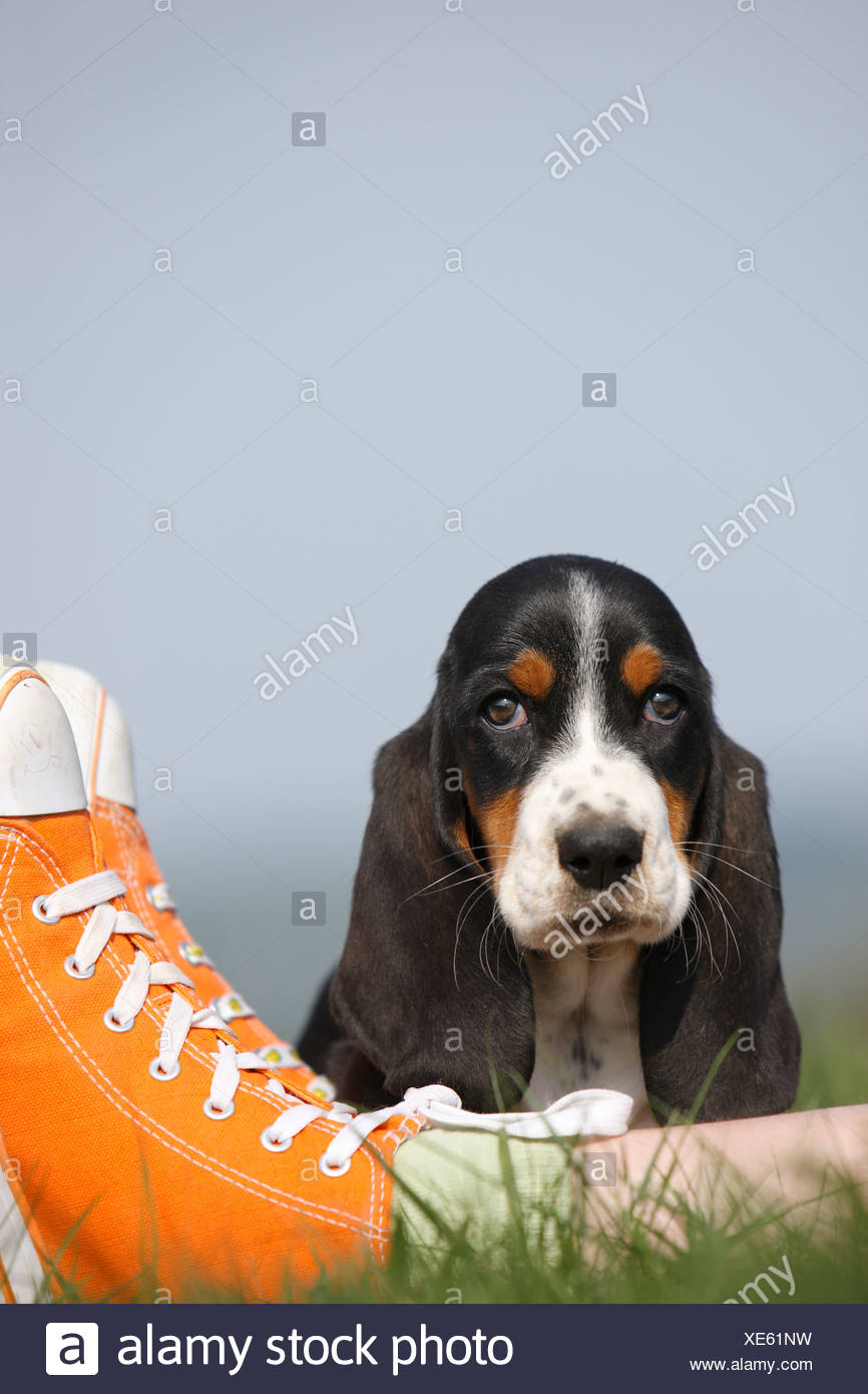 basset hound whelping