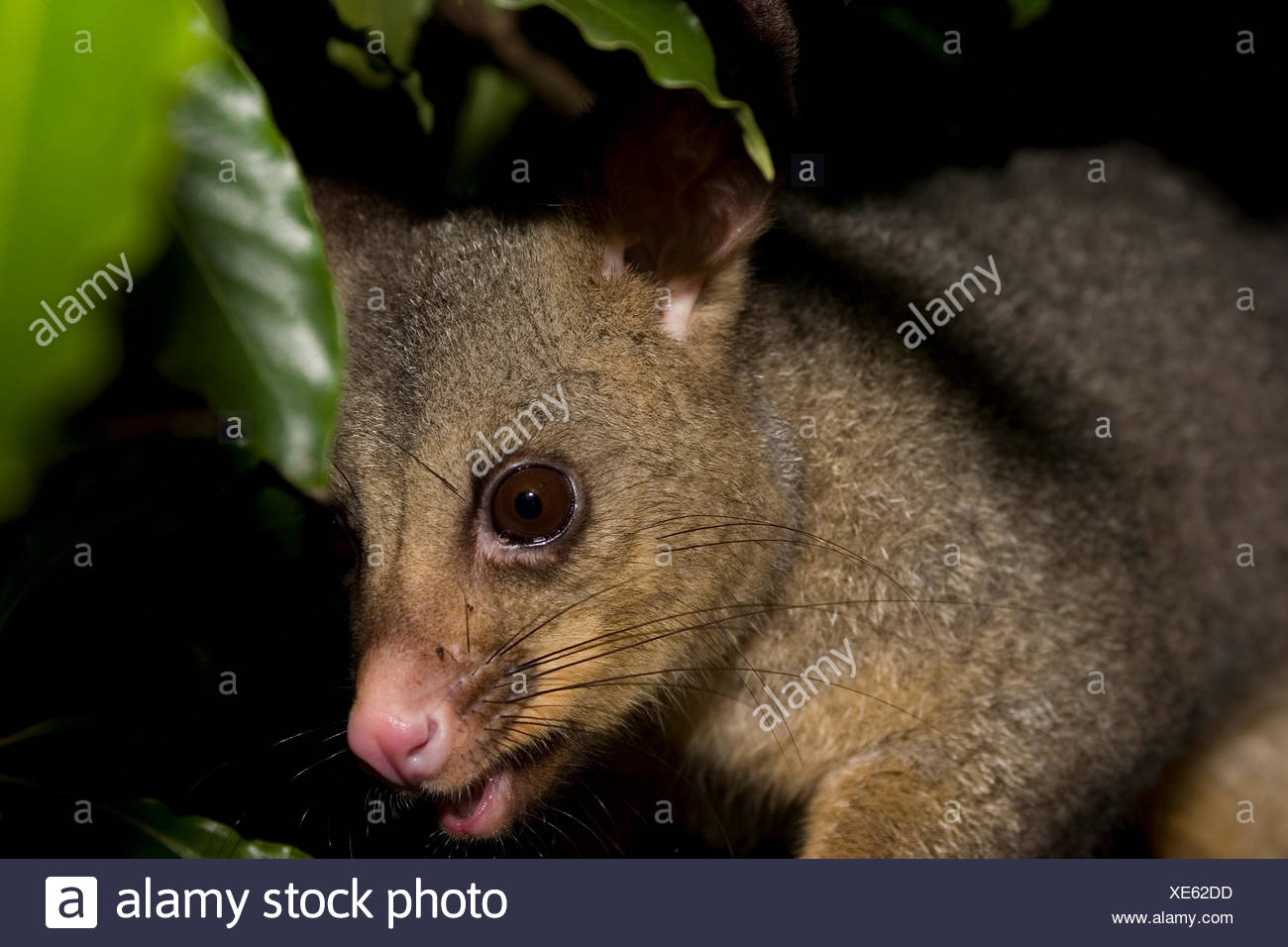 Cuscus Possum Stock Photos & Cuscus Possum Stock Images Alamy
