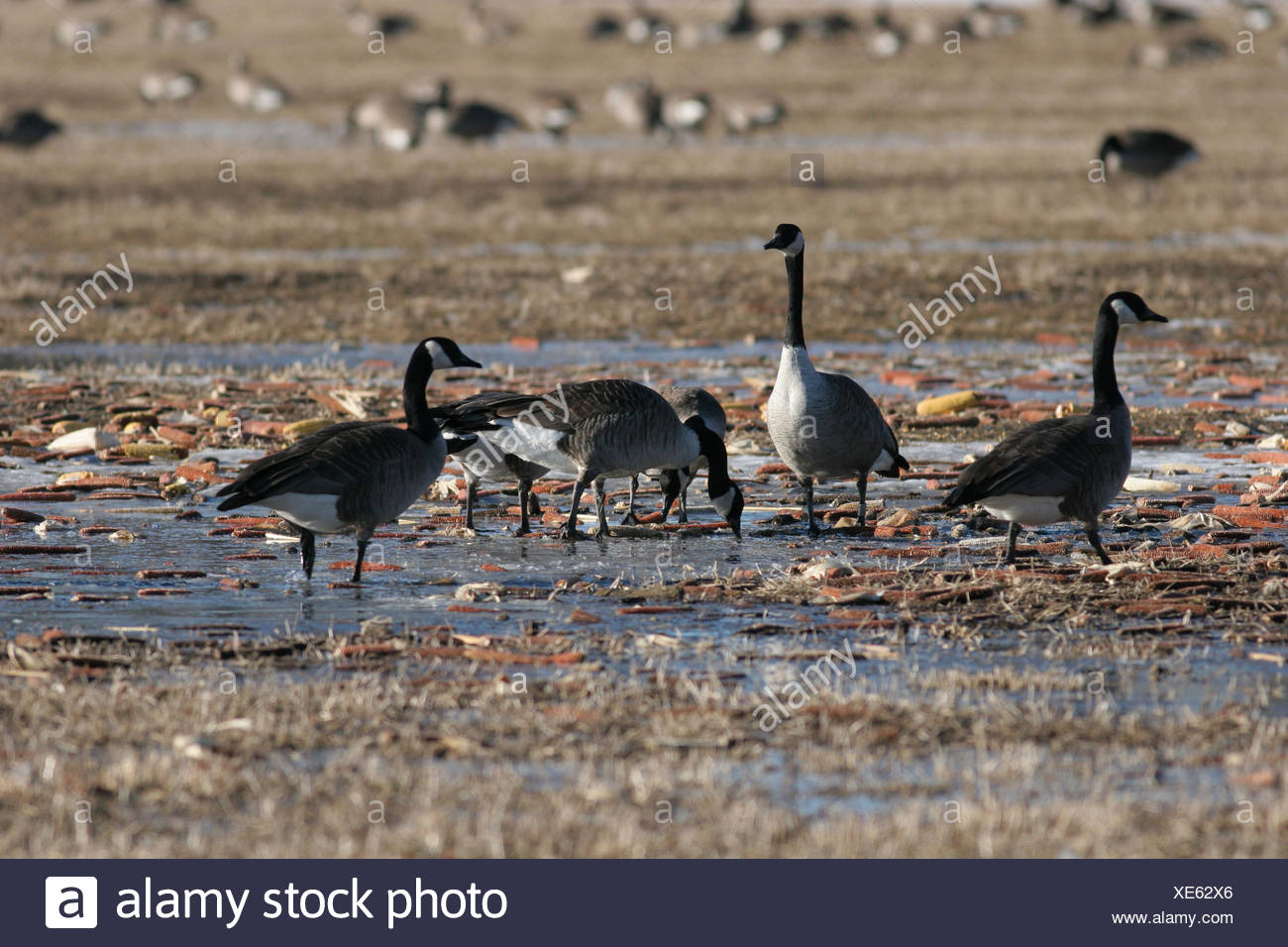 canada goose animal friendly canada goose animal friendly