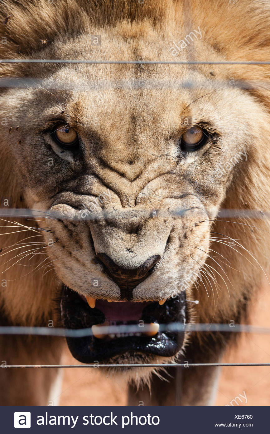 50 What Does Panthera Leo Mean
