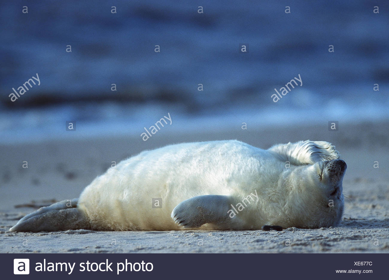 Gray Seal Halichoerus Grypus Juvenile Lying On Its Back Dreaming Germany Amrum Stock Photo Alamy