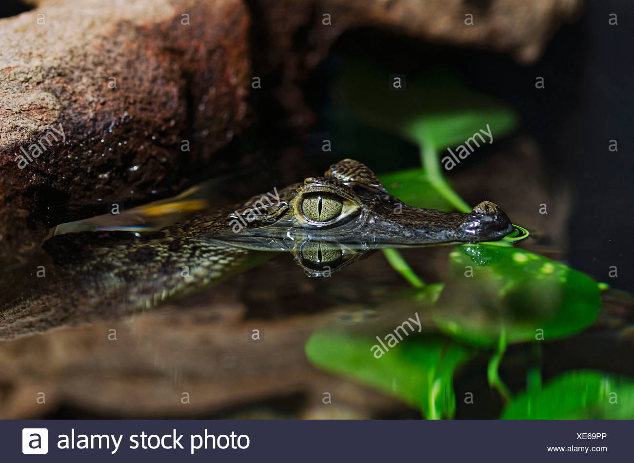 Young Spectacled Caiman White Caiman Or Common Caiman Caiman