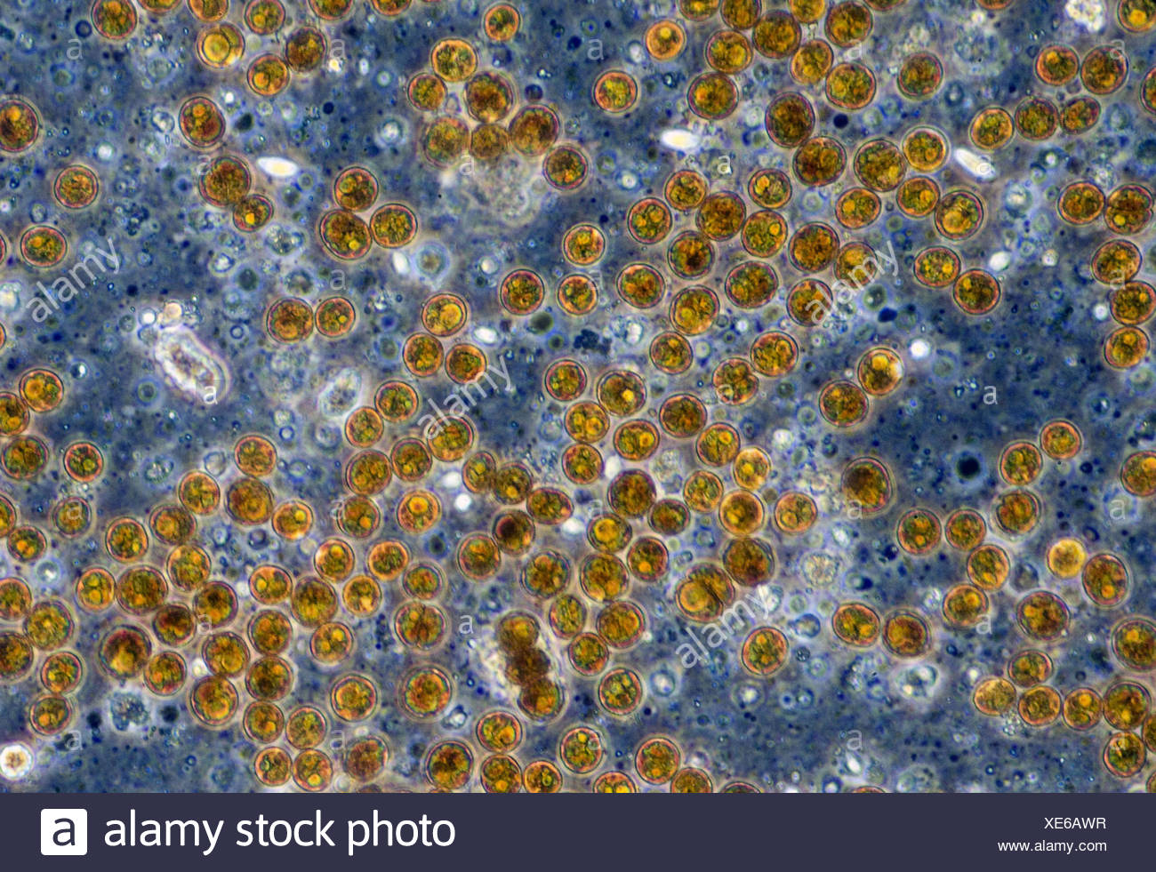 Zooxanthellae High Resolution Stock Photography and Images - Alamy