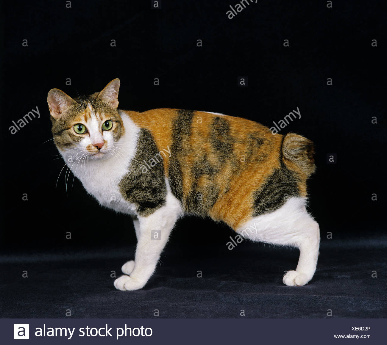 Domestic Bobtail Cats 2025