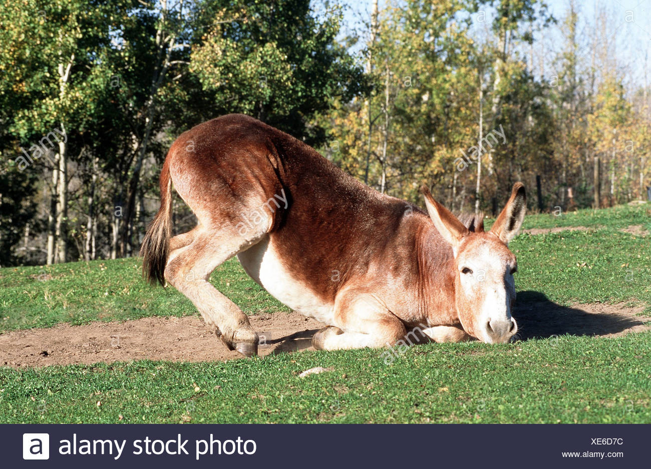 Donkey Lying Down High Resolution Stock Photography and Images Alamy