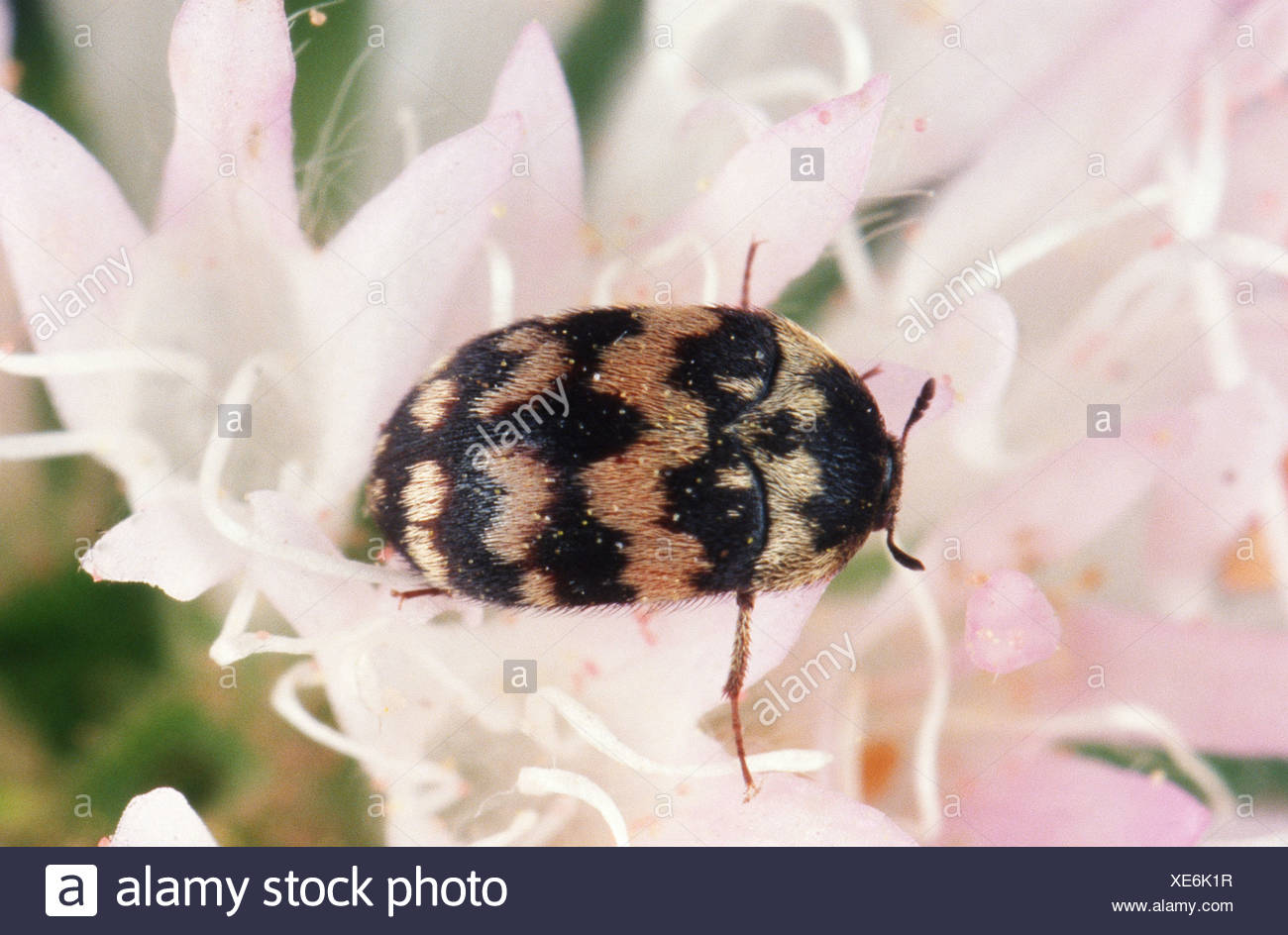How To Keep Carpet Beetles Out Of Your Louisville Home