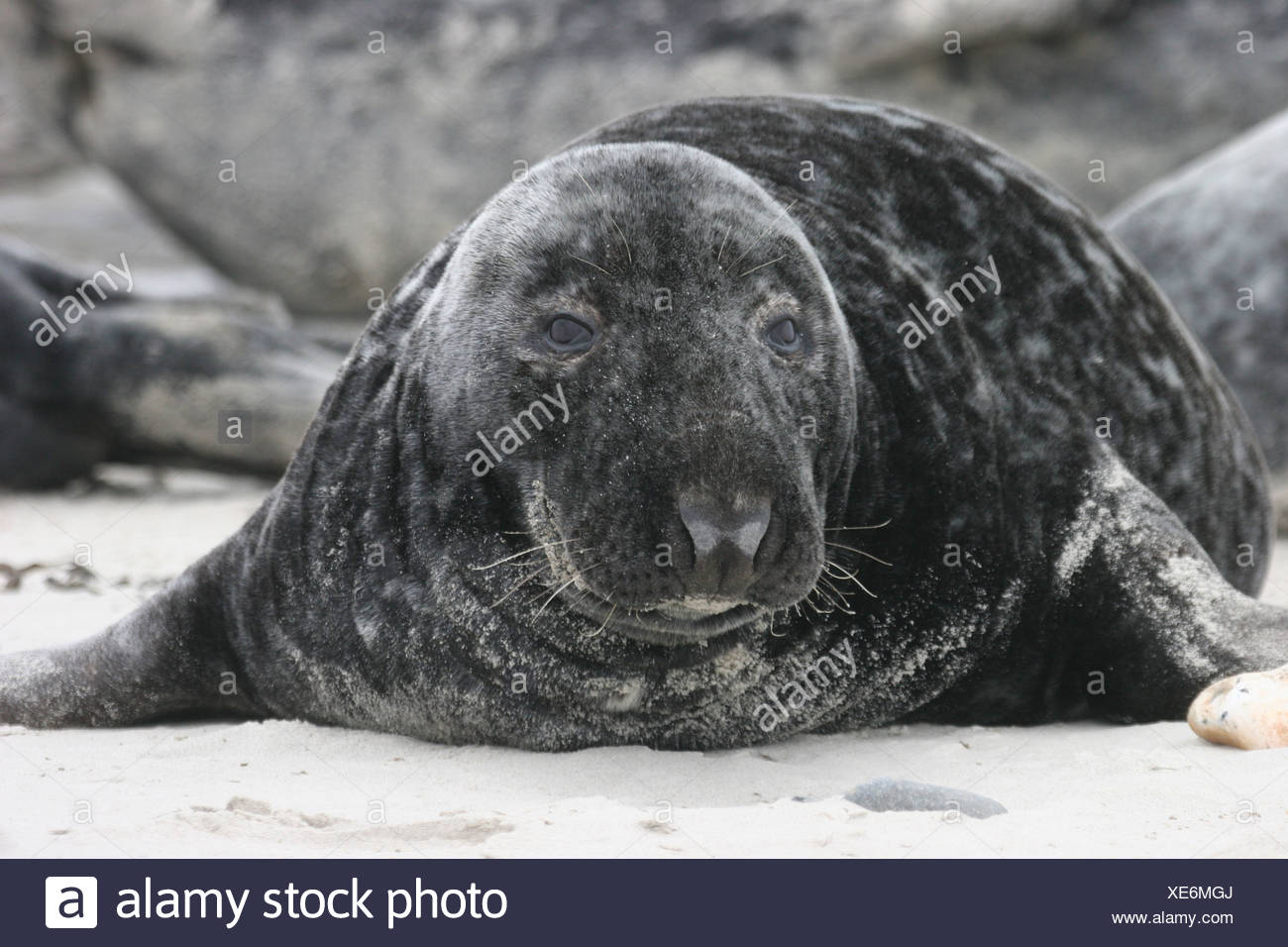 Portrait of a lazy horsehaed seal lying on the shore Stock Photo
