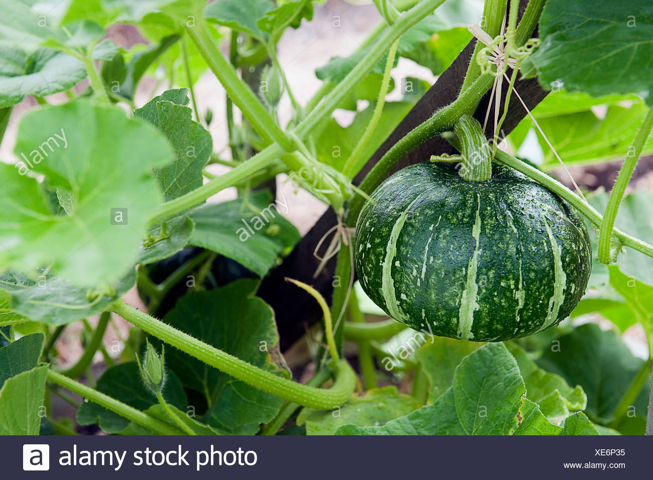 Kabocha Squash On Plant Stock Photo Alamy,Sausage Gravy And Biscuits