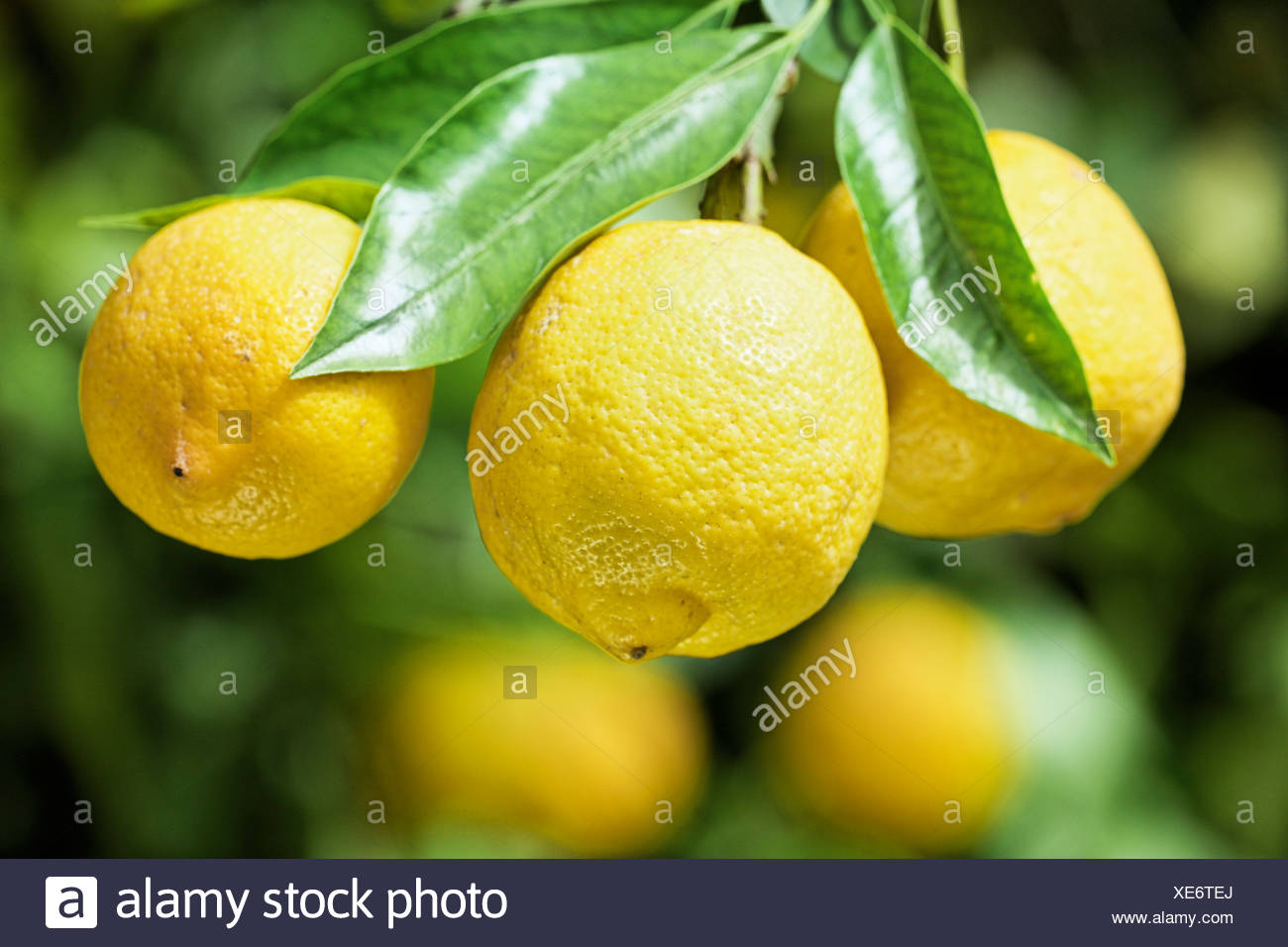 Cultivation Of Lemons High Resolution Stock Photography and Images Alamy