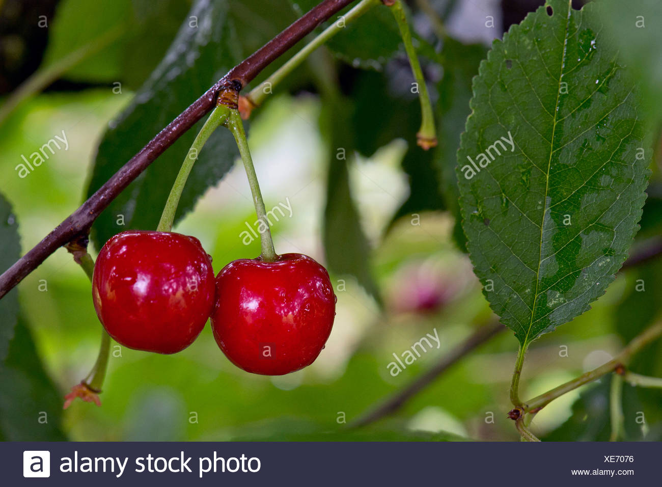 Morello Cherries Fruit Sour Stock Photos & Morello Cherries Fruit Sour