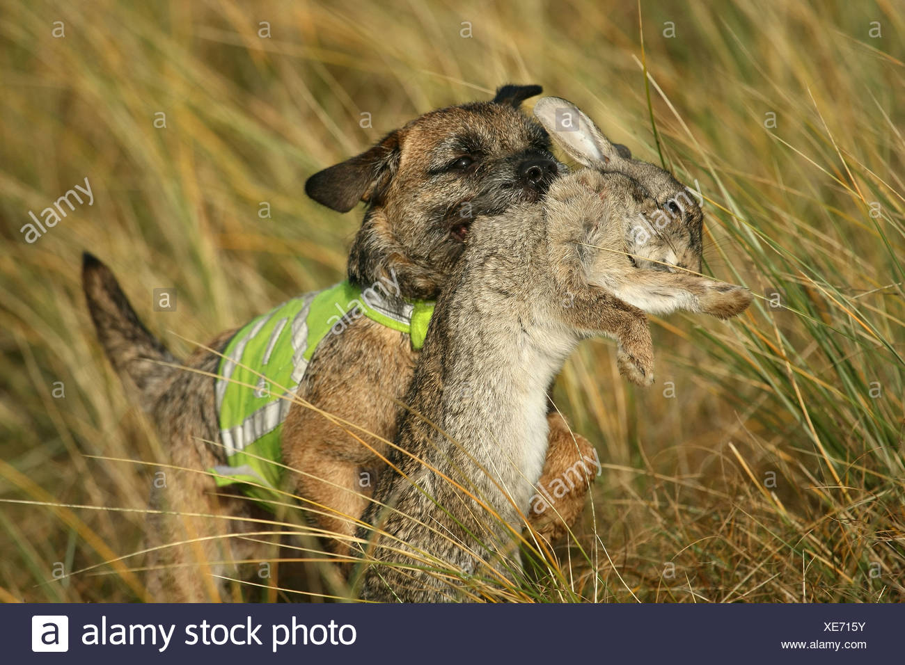 border terrier fox hunting
