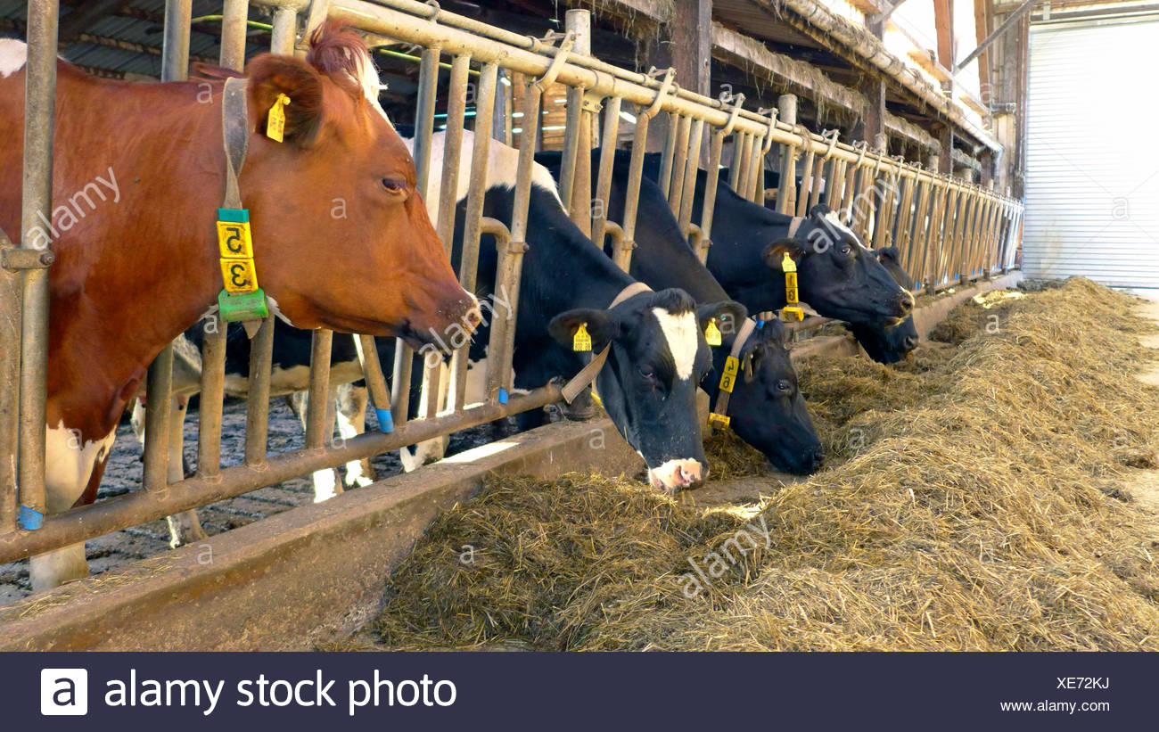 Cattle Fattening Stock Photos & Cattle Fattening Stock Images Alamy