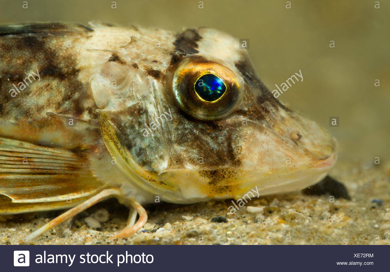 Important Species High Resolution Stock Photography and Images - Alamy