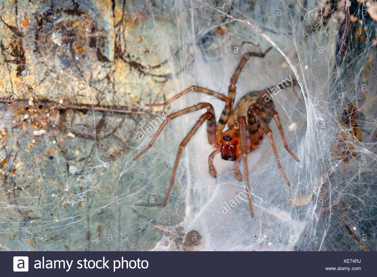 Winkelspinne Winkel Spinne Trichterspinne Trichter Spinne