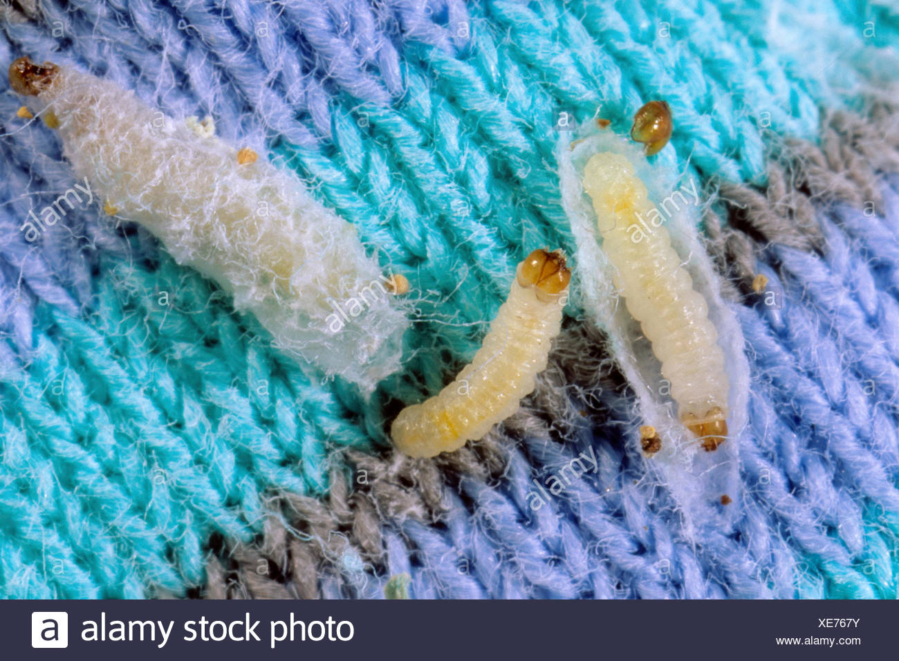 Clothes Moth High Resolution Stock Photography and Images - Alamy
