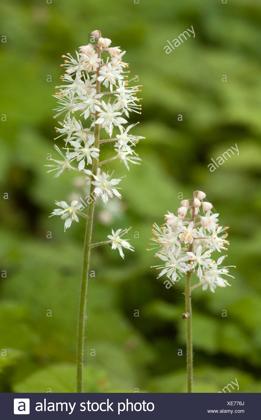 Tiarella Stock Photos & Tiarella Stock Images Alamy