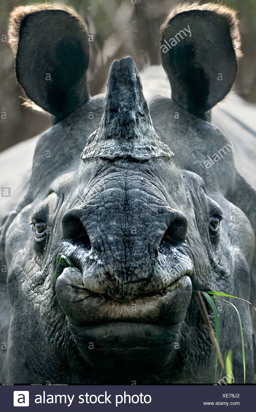 Single Horned Rhino Stock Photos & Single Horned Rhino Stock Images Alamy