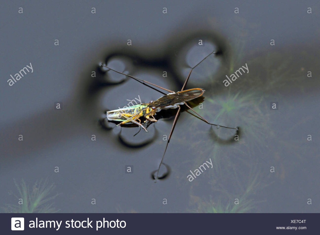 Pond Skater Tension High Resolution Stock Photography and Images Alamy