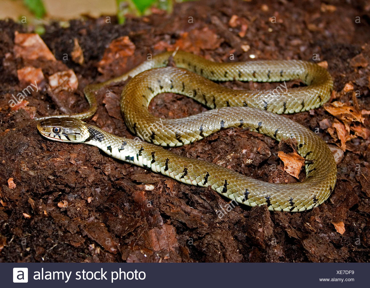 Grass Snake Uk High Resolution Stock Photography and Images Alamy