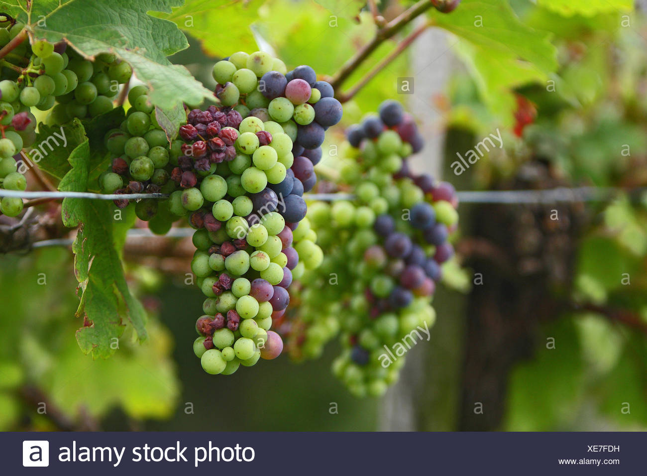 grapes common grape vines vine Stock Photo