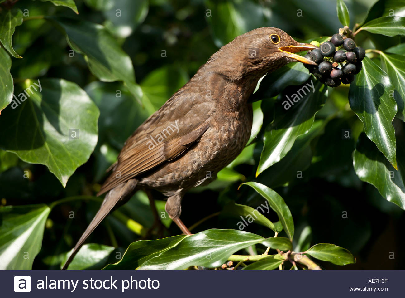 Bird Eating Berries Ivy High Resolution Stock Photography and Images
