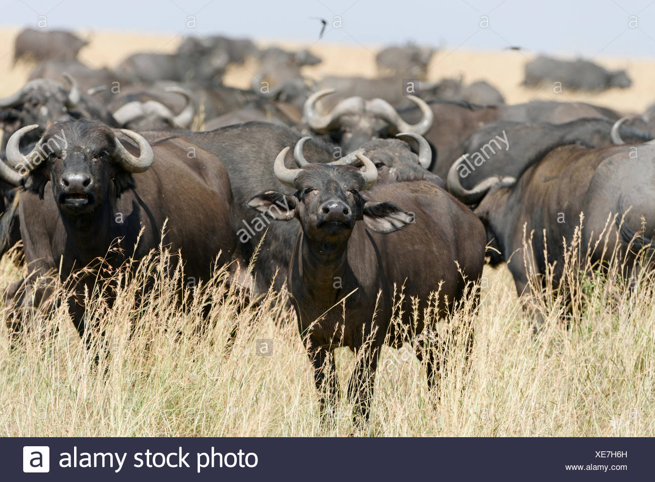 Herd of African buffalo or cape buffalo (Syncerus caffer), Maasai Mara  National Reserve, Narok County, Kenya Stock Photo - Alamy