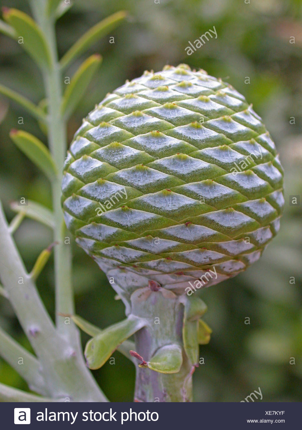 Kauri Cone High Resolution Stock Photography and Images Alamy