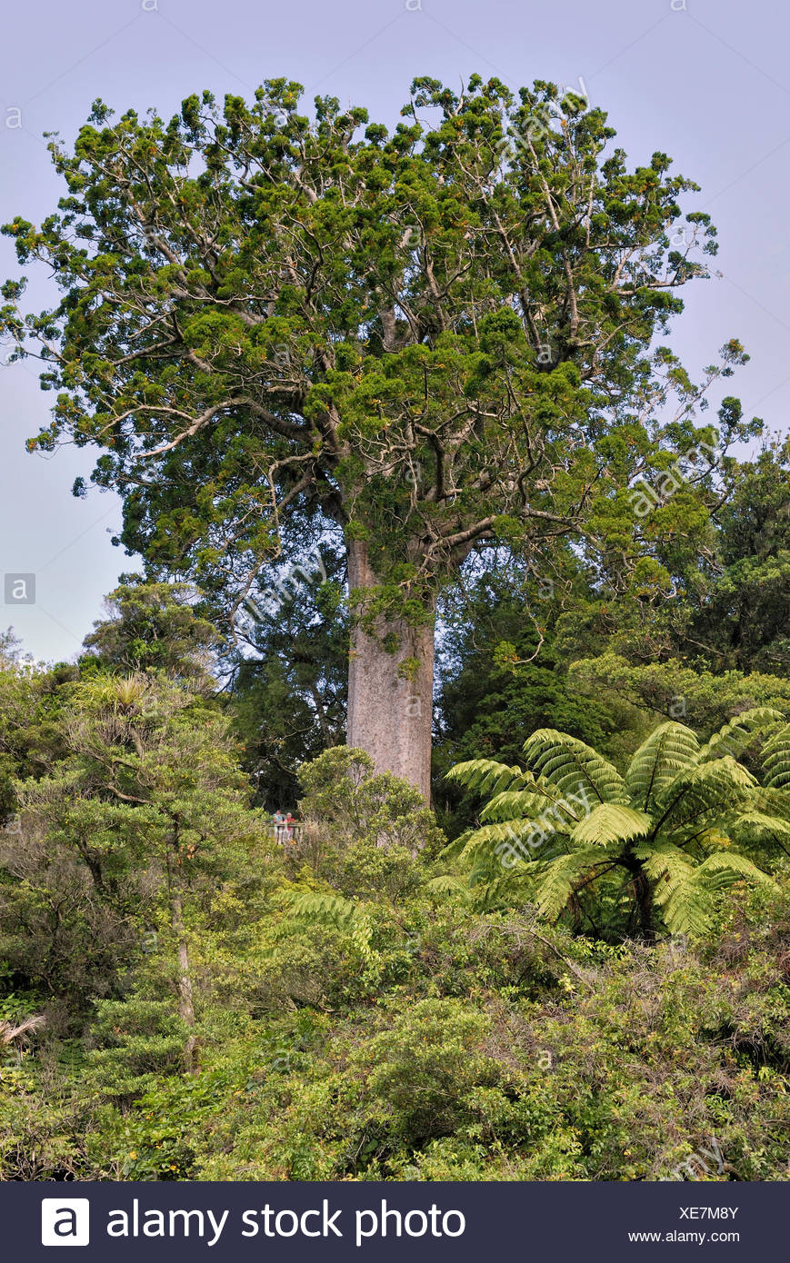 Kauri Tree Stock Photos & Kauri Tree Stock Images Alamy