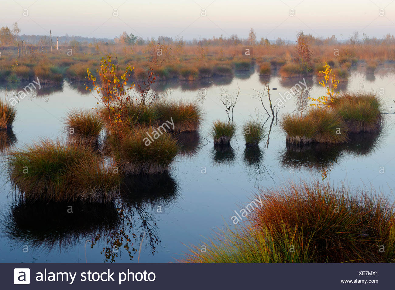 moor landscape in morning light, Germany, Lower Saxony, Diepholzer Moorniederung, Goldenstedter Moor Stock Photo