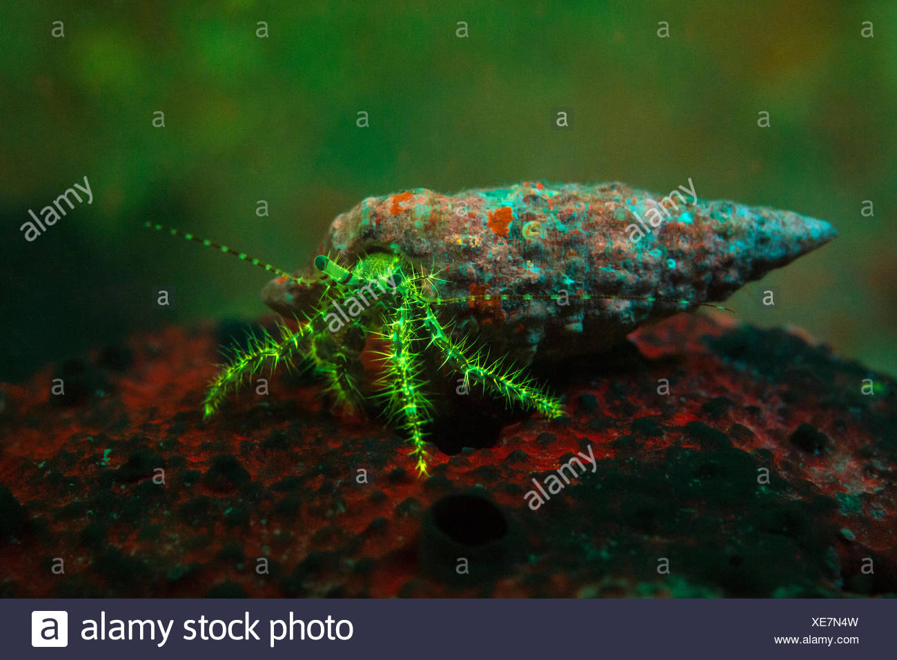 Fluorescent Long-armed Hermit Crab, Pagurus anachoretus, Piran, Slovenia Stock Photo
