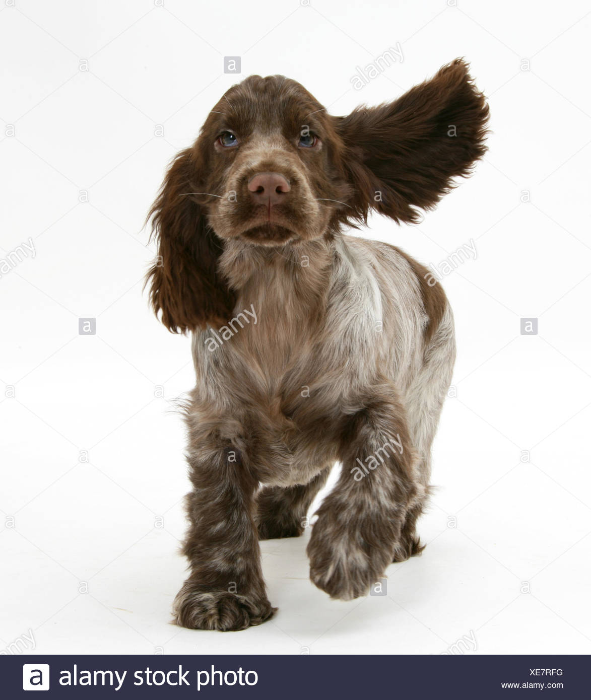 liver roan cocker spaniel puppies