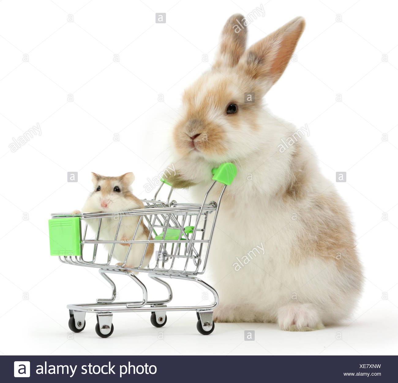 shopping rabbit