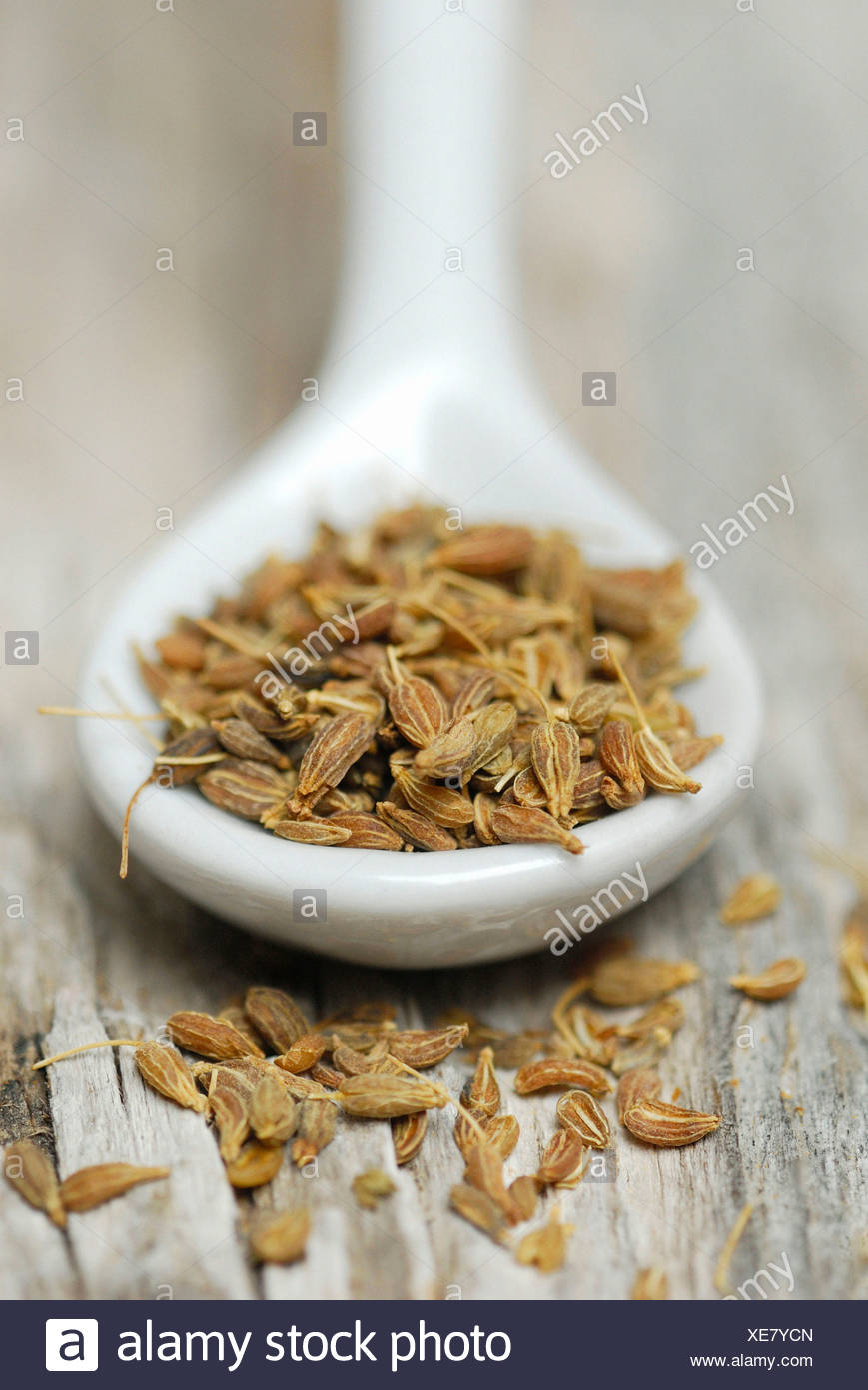 Pianta Di Anice Verde (Pimpinella Anisum) In Vaso 14cm - Confezione Da 2 Piante - Foto 9