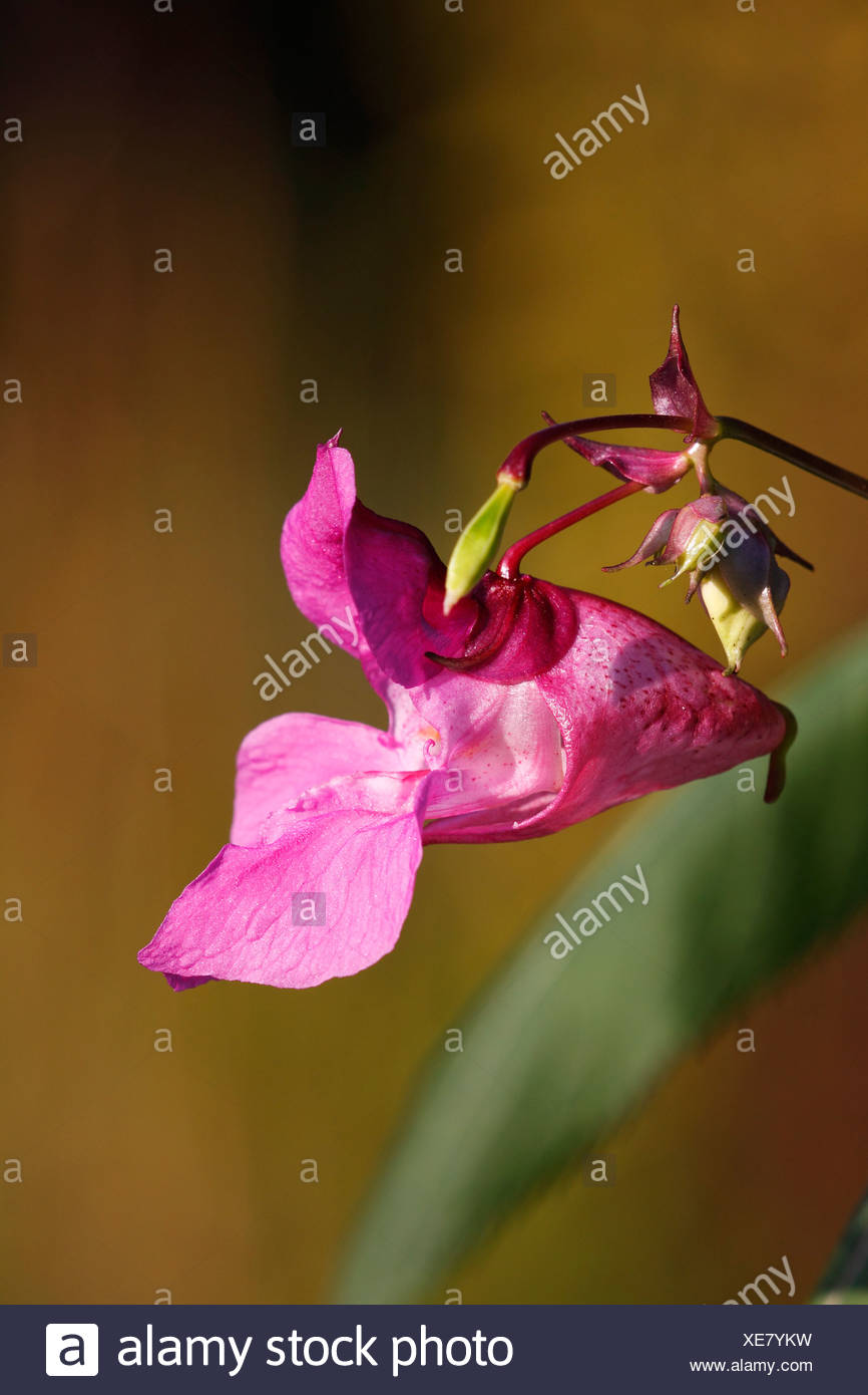 Himalayan Balsam (Impatiens glandulifera), blossom, side view Stock Photo