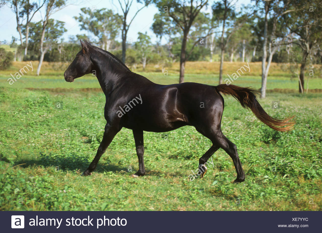Australian Warmblood Horse Walking High Resolution Stock Photography and  Images - Alamy
