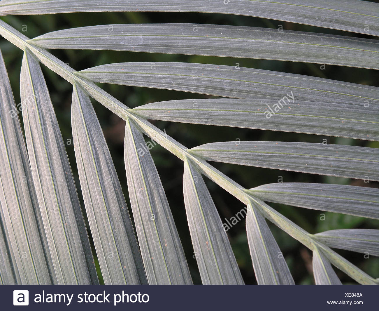 Palm Tree Leaf Leafs Leaves Detail Close Up Pinnate Silver Grey