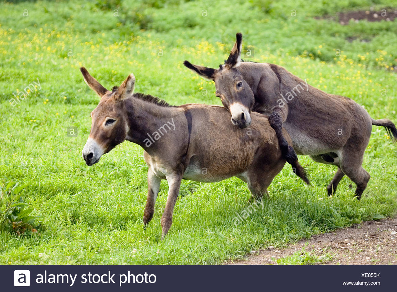 Donkeys Mating Stock Photos & Donkeys Mating Stock Images - Alamy.