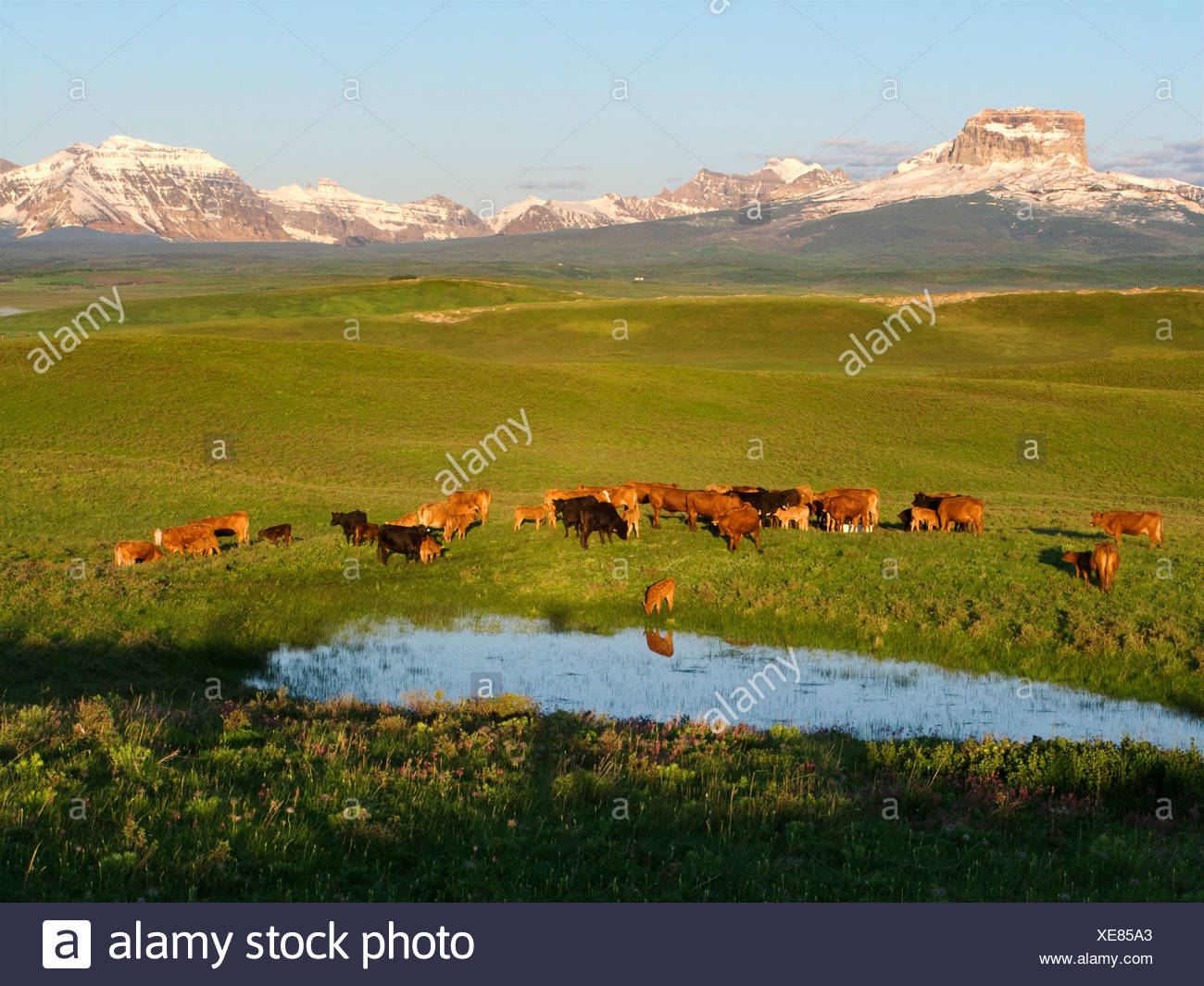 Foothill Ranch High Resolution Stock Photography and Images Alamy